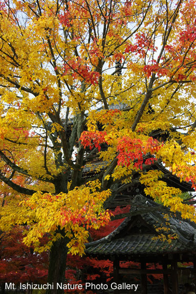 kyoto (064)